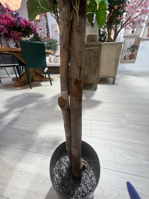 Olive Tree 240cm