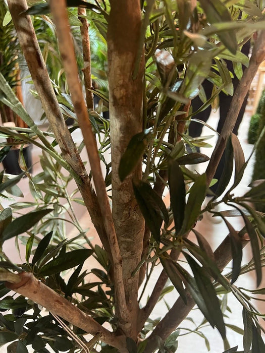Olive Tree Slender 150cm