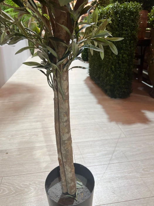 Olive Tree Slender 150cm