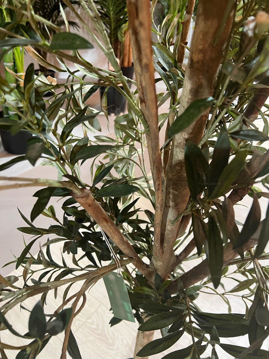 Olive Tree Slender 150cm