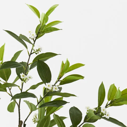 Orange Blossom Tree Green 120cm - Pack of 2- For Clearance