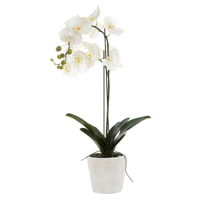 Orchid In Clay Pot 84cm White