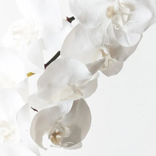 Orchid Phalaenopsis Infused Stem 96cm Winter White Pack of 12