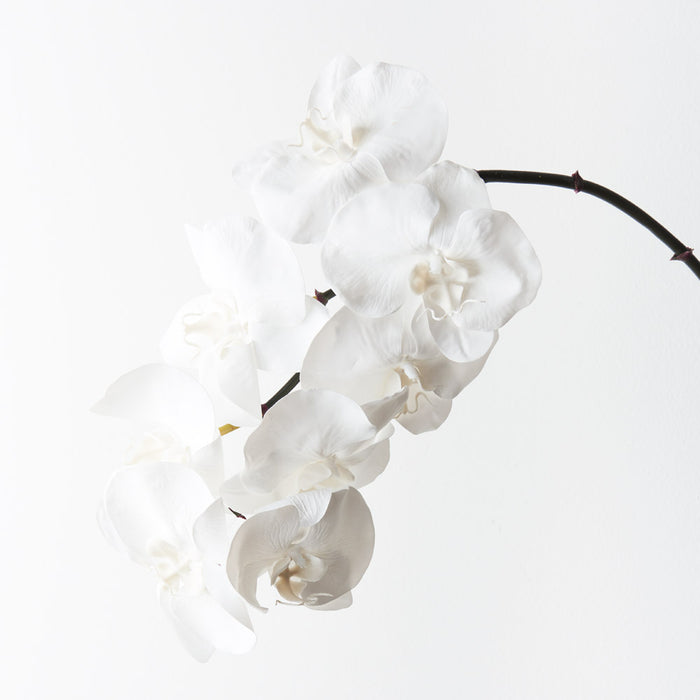 Orchid Phalaenopsis Infused Stem 96cm Winter White Pack of 12