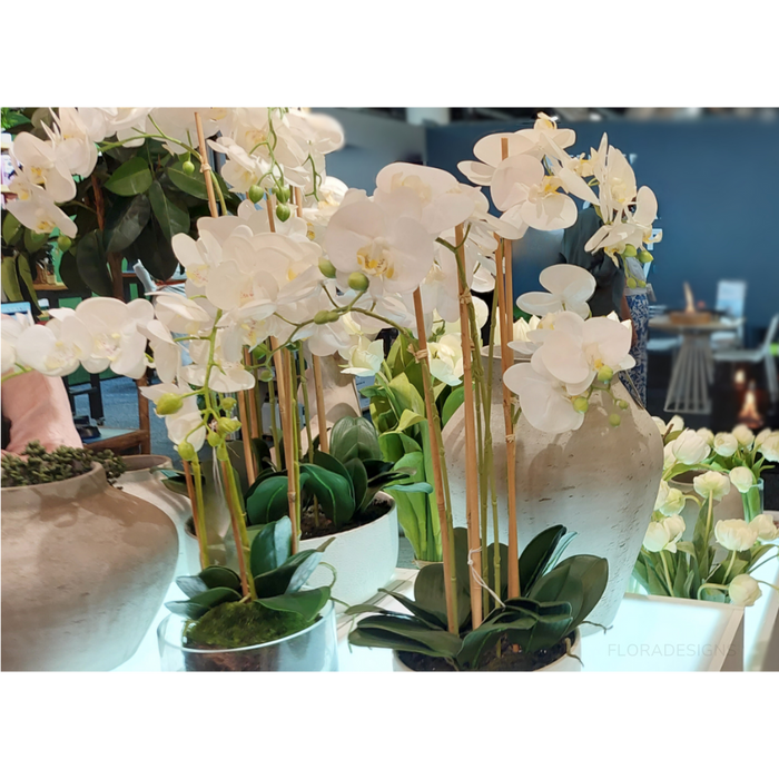 Orchid White in Round Glass Vase 60cm