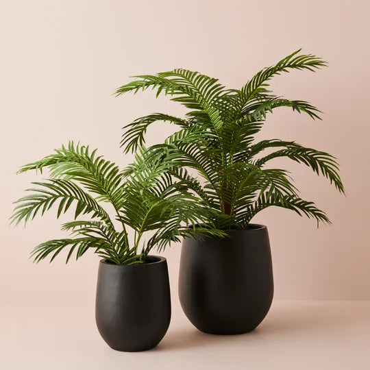 Palm Kentia Green 152cm Pack of 2