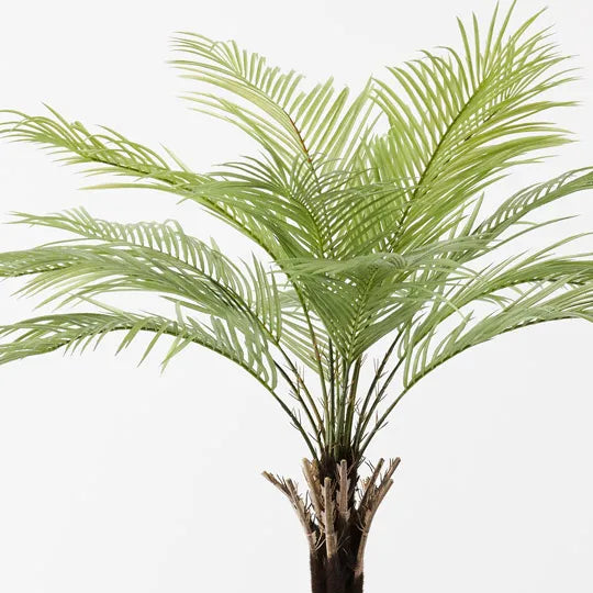 Palm Phoenix Tree Green 174cm Pack of 2