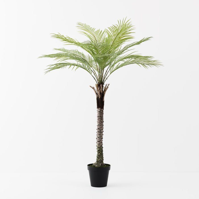 Palm Phoenix Tree Green 174cm Pack of 2