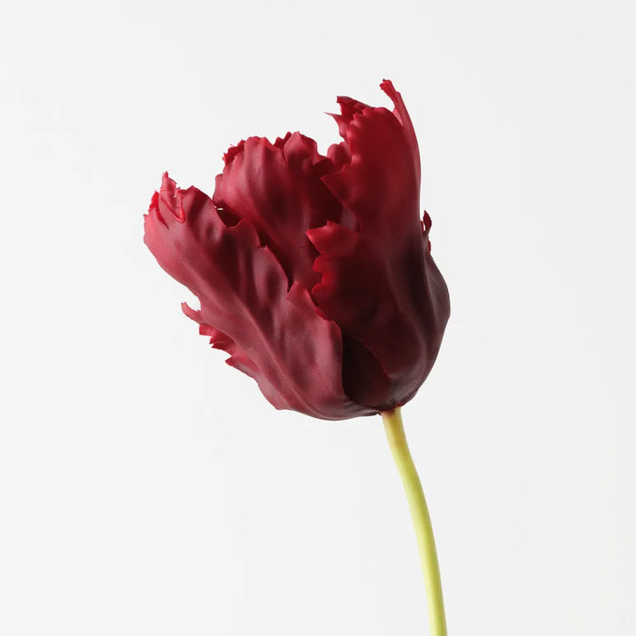 Parrot Tulip Burgundy Red 68cm - Pack of 12