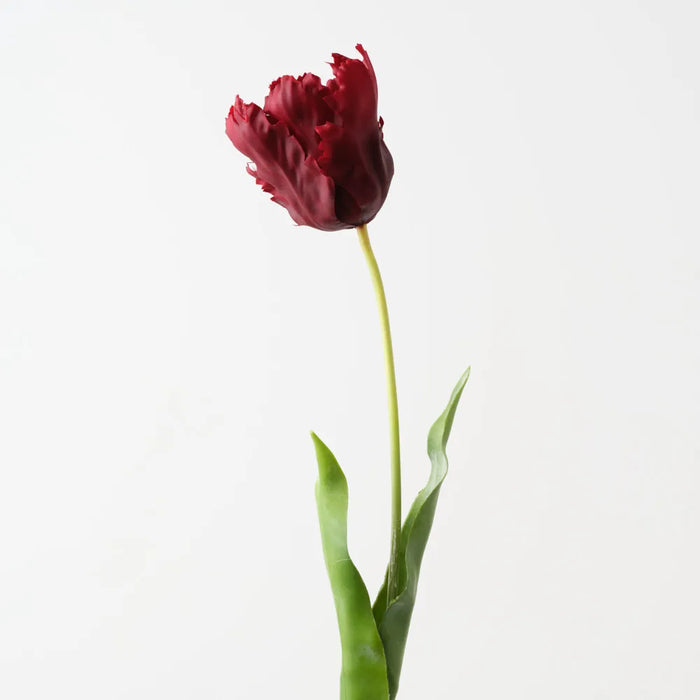 Parrot Tulip Burgundy Red 68cm - Pack of 12