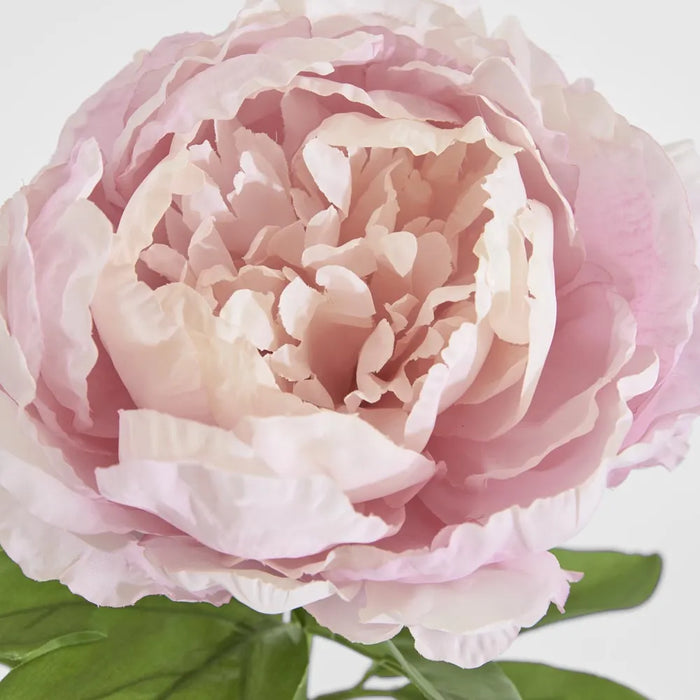 Peony Queen Pink 70cm Pack of 12