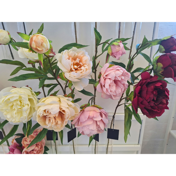 Peony Stem Cream 74cm - Pack of 12
