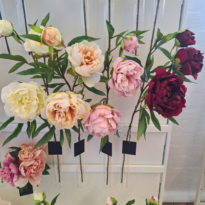 Peony Stem Cream 74cm - Pack of 12