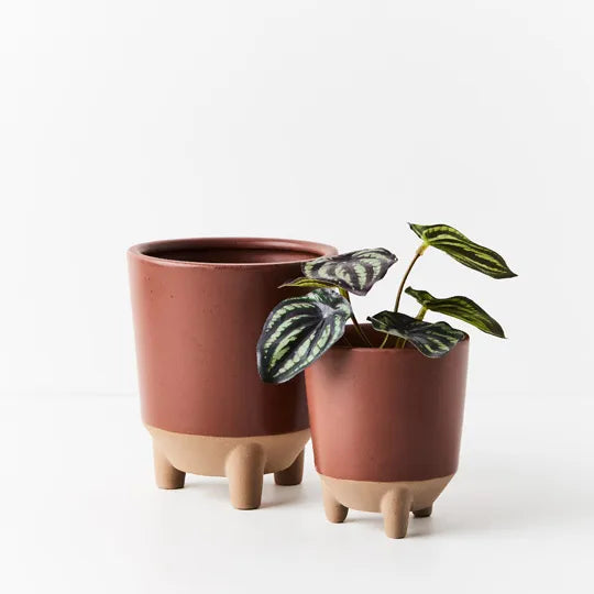 Peperomia Watermelon in Pot 15cm Dark Green Pack of 12