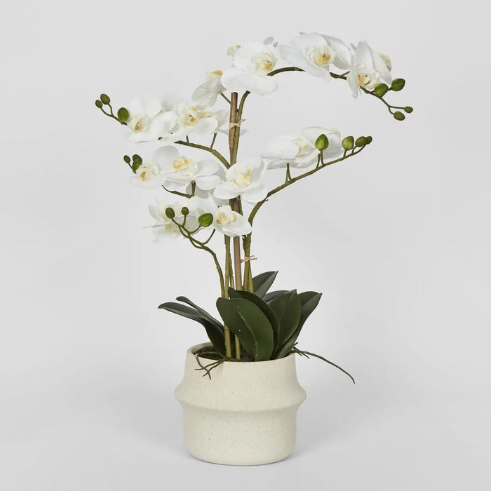 Phalaenopsis Arrangement in Pot 58cm White