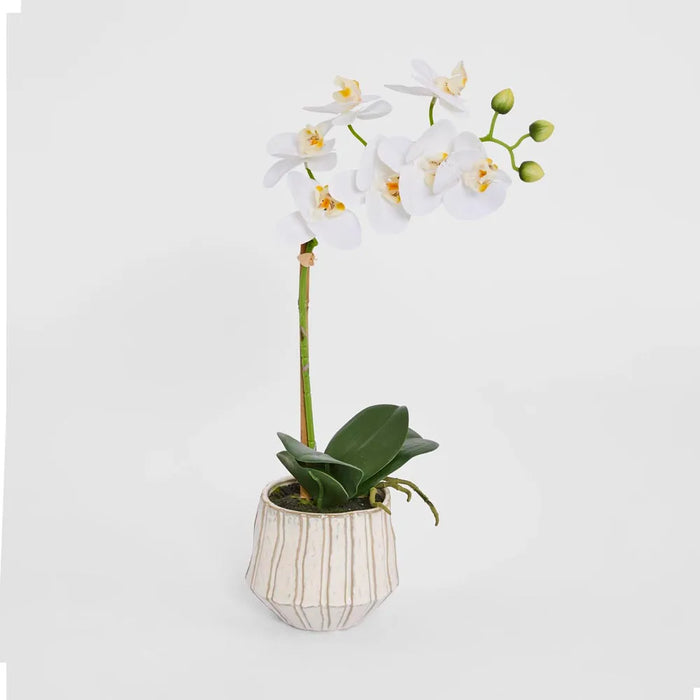 Phalaenopsis Orchid Plant White In Ribbed Pot 50cm Small Pack of 2