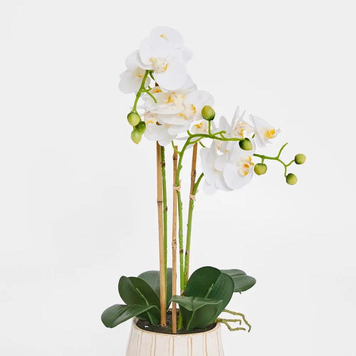 Phalaenopsis Orchid Plant White In Ribbed Pot 60cm