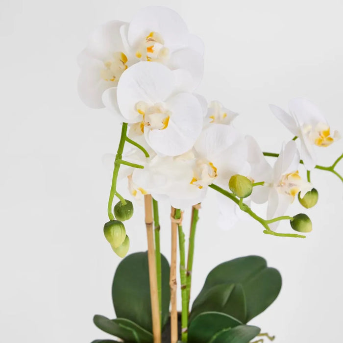 Phalaenopsis Orchid Plant White In Ribbed Pot 60cm