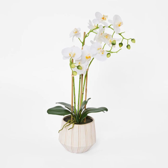 Phalaenopsis Orchid Plant White In Ribbed Pot 60cm