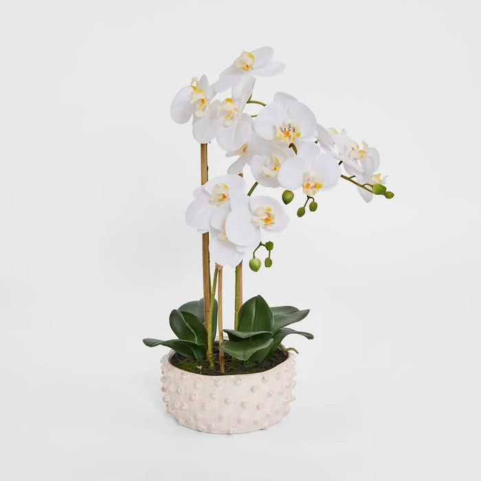 Phalaenopsis Orchid Plant White In Spike Pot 60cm