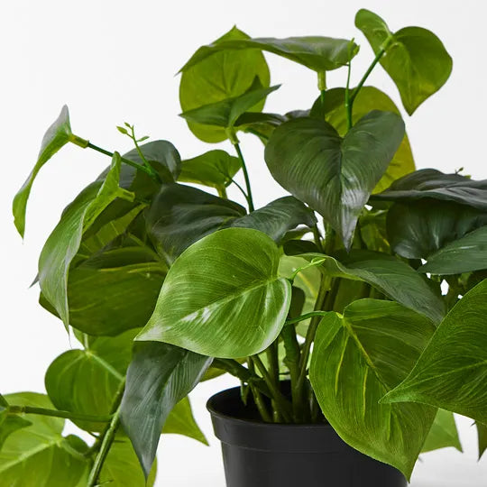 Philodendron Hanging Bush in Pot Green 30cm Pack of 4 - Clearance price