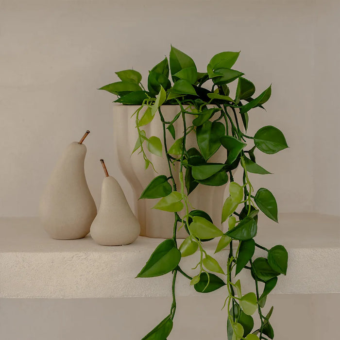 Philodendron Hanging Plant Green 105cm Pack of 6
