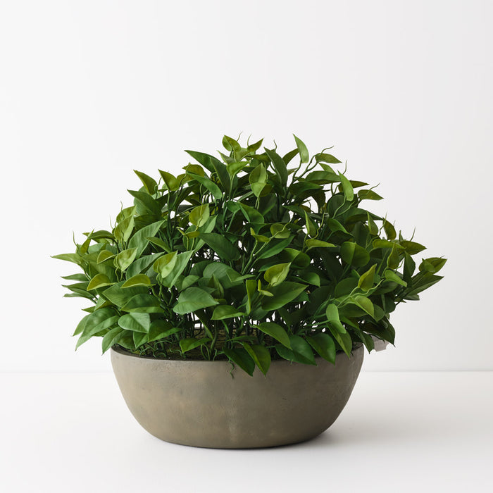 Philodendron Plant In Bowl 48cm Green