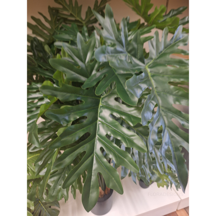 Philodendron Selloum Plant 120cm Set of 2