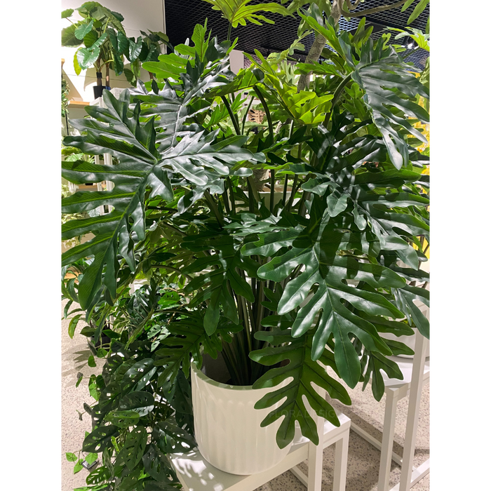 Philodendron Selloum Plant 120cm Set of 2