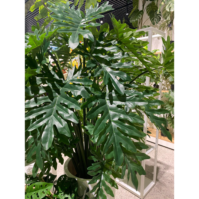 Philodendron Selloum Plant 120cm Set of 2