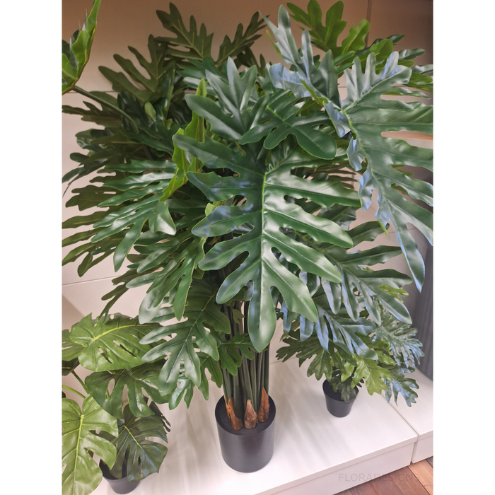 Philodendron Selloum Plant 120cm Set of 2