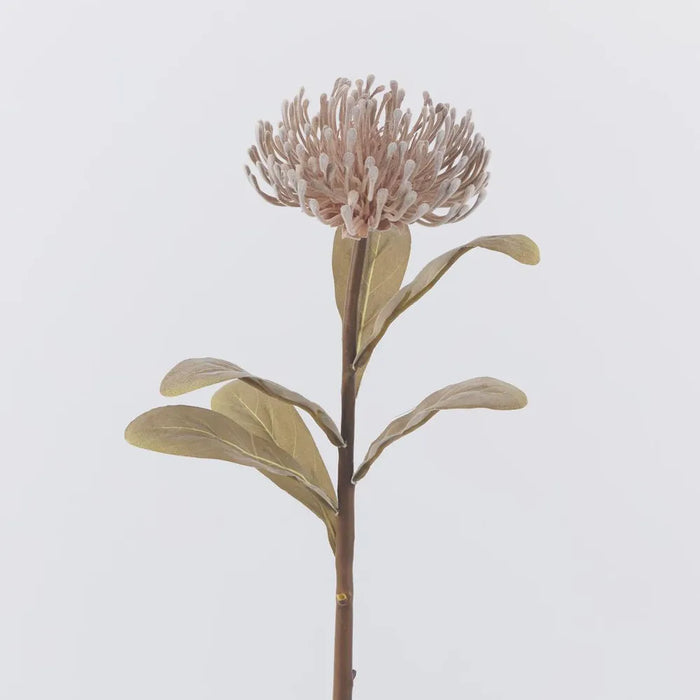 Pincushion Protea Stem Brown 60cm Pack of 12