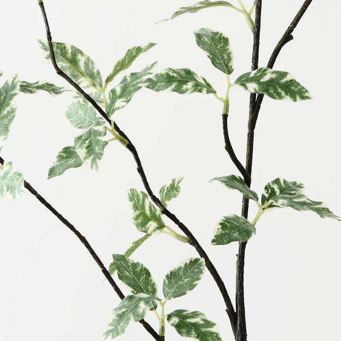 Pittosporum Leaf Spray Variegated 94cm Set of 12