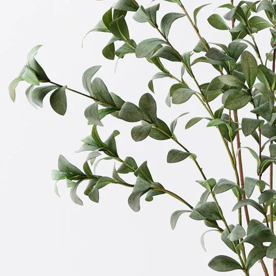 Pittosporum Plant Grey Green 150cm