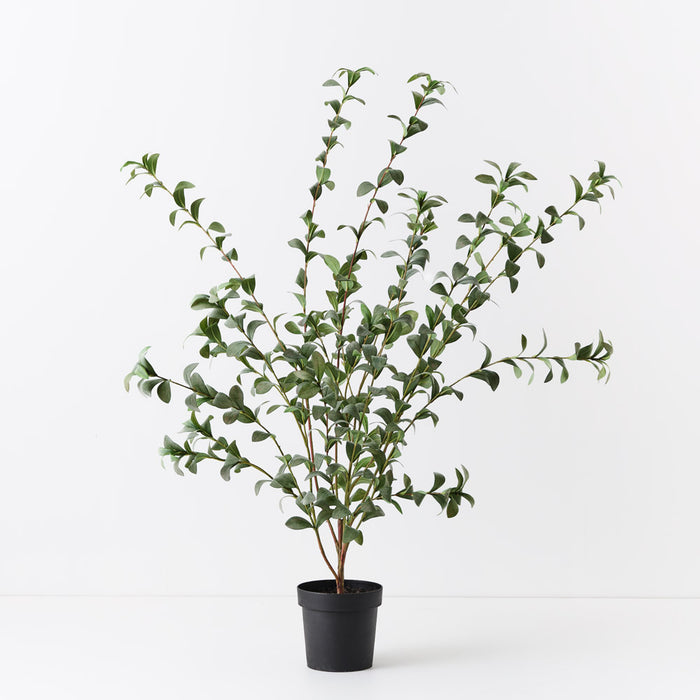 Pittosporum Plant Grey Green 150cm