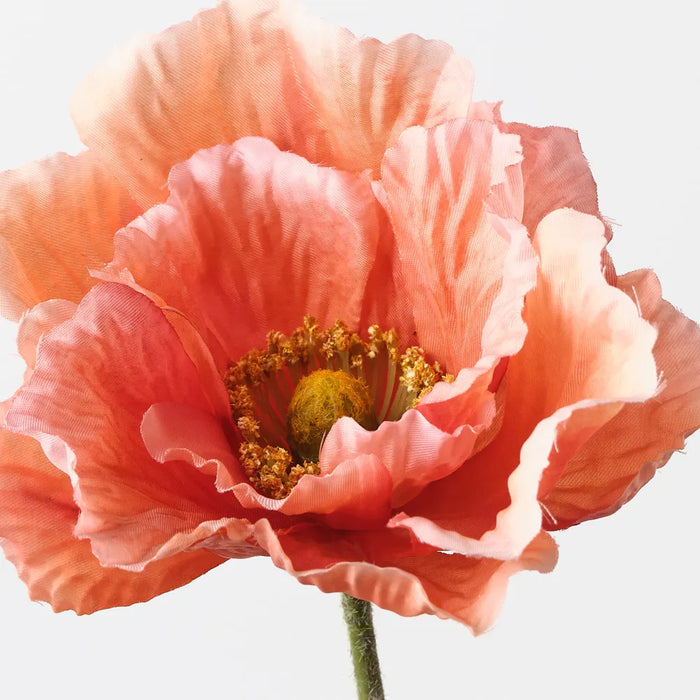 Poppy Coral 76cm Pack of 12