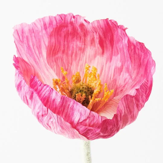 Poppy Iceland Fuschia 58cm Set of 24