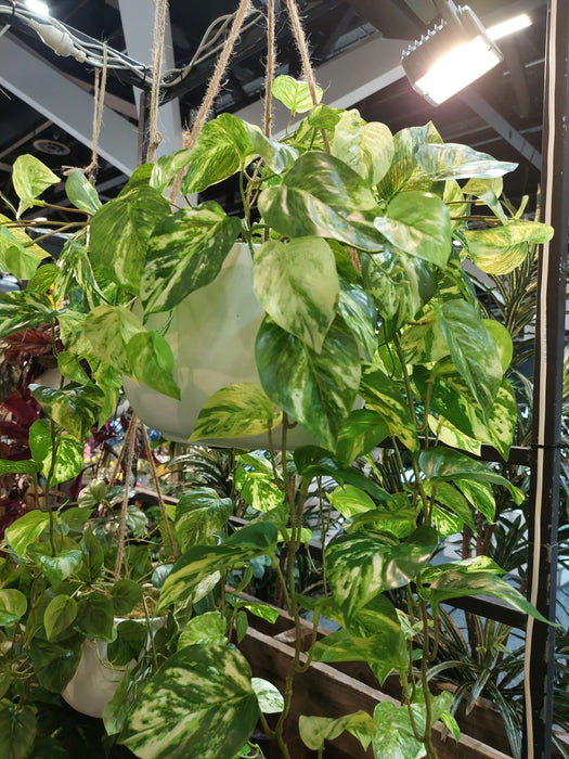 Pothos Bush In Hanging Planter 104cm