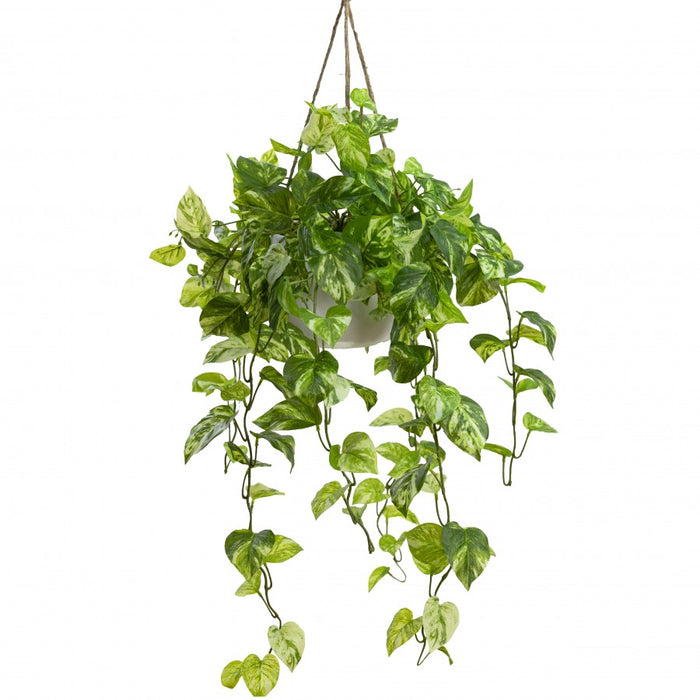 Pothos Bush In Hanging Planter 104cm