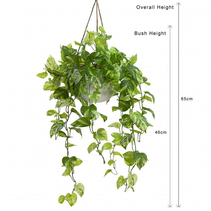 Pothos Bush In Hanging Planter 104cm