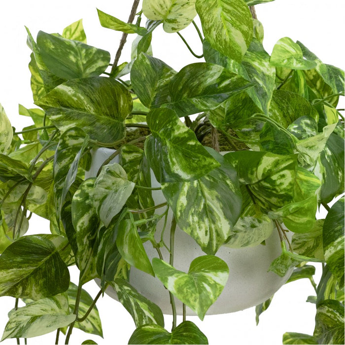 Pothos Bush In Hanging Planter 104cm