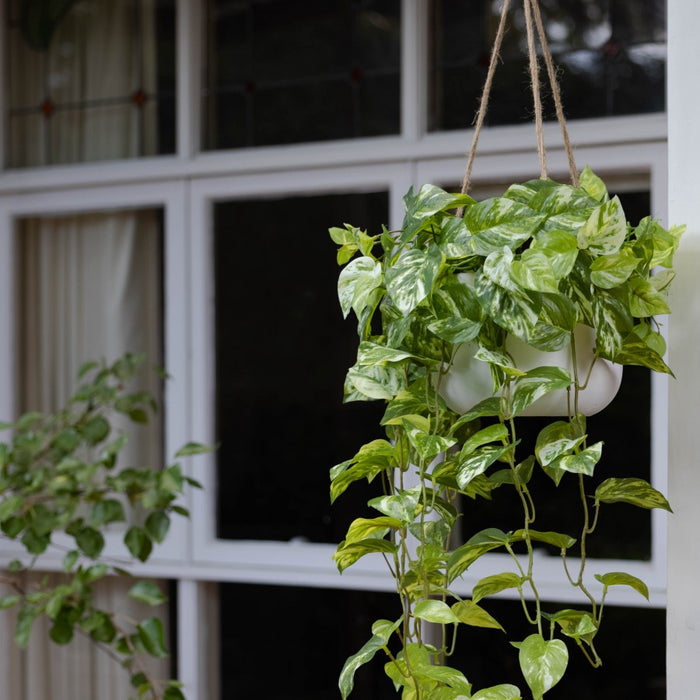 Pothos Bush In Hanging Planter 104cm