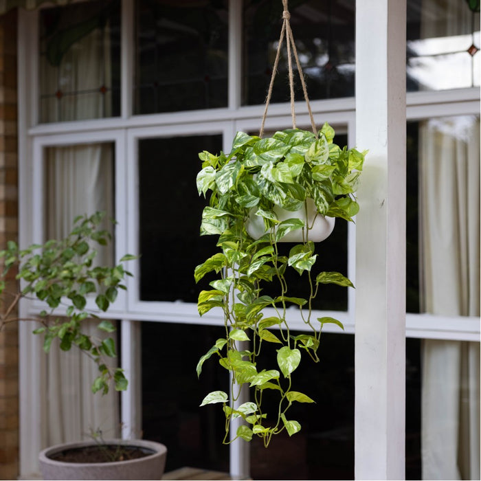 Pothos Bush In Hanging Planter 104cm