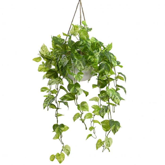 Pothos Bush In Hanging Planter 104cm