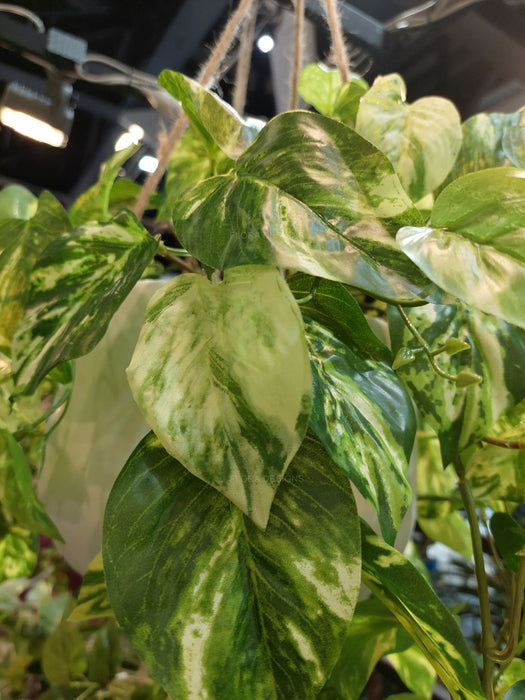 Pothos Bush In Hanging Planter 104cm