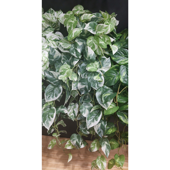 Pothos Hanging Bush Variegated 91cm - Pack of 4