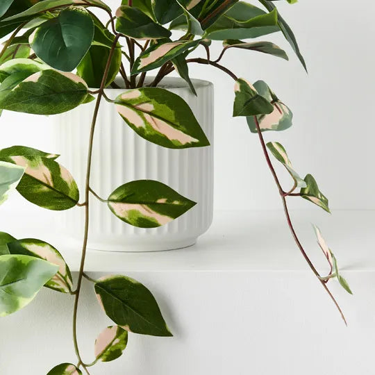 Pothos Hanging Bush in Pot Green Pink 32cm Pack of 4