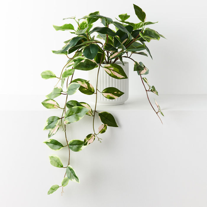 Pothos Hanging Bush in Pot Green Pink 32cm Pack of 4