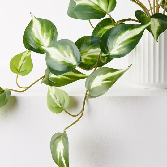 Pothos Hanging Bush in Pot Green White 22cm Pack of 4
