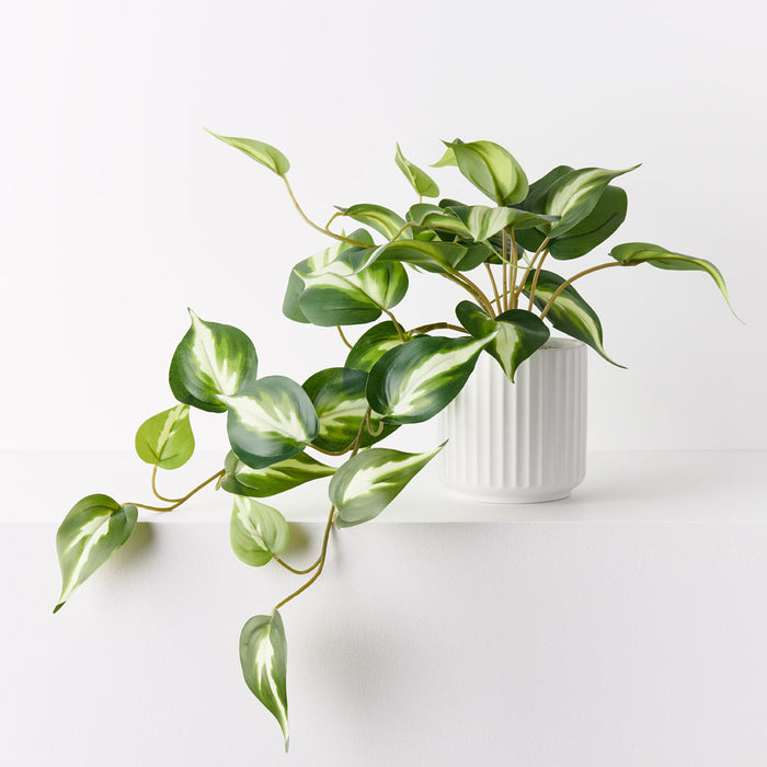 Pothos Hanging Bush in Pot Green White 22cm Pack of 4